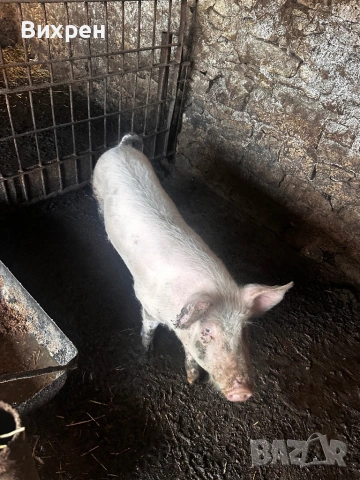 Продавам младо Нерезче 65/70 кг, снимка 2 - Прасета - 54173715