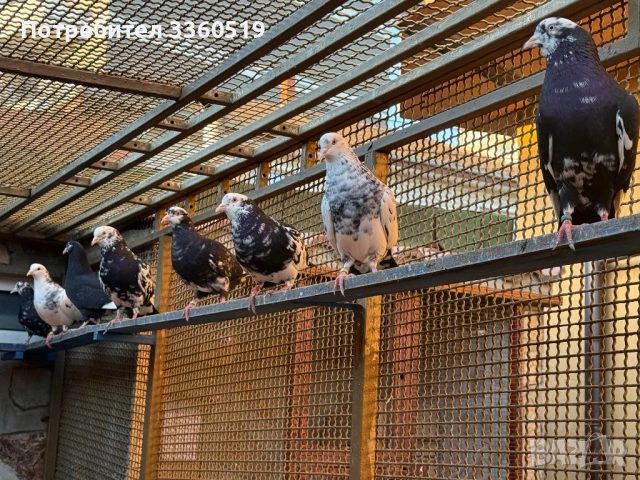 Гълаби неврени и лимонки, снимка 6 - Гълъби - 50813378