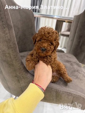 Момченце и момиченца той пудел, снимка 12 - Пудели - 52660405