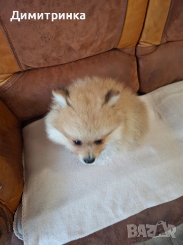 Момче ср.немски шпиц, снимка 6 - Шпиц - 54172061