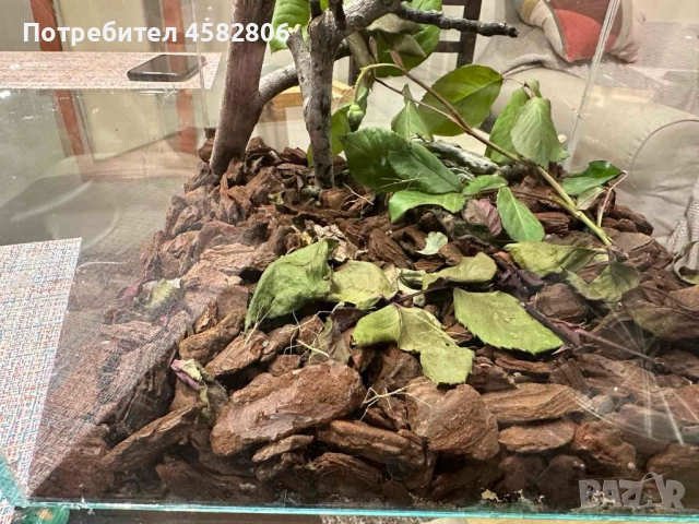 Анамска Пръчица / Насекоми пръчици / Виетнамски Пръчици, снимка 5 - Други - 52314463