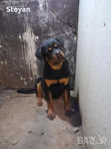 Продавам женски ротвайлер , снимка 3 - Ротвайлер - 52539395