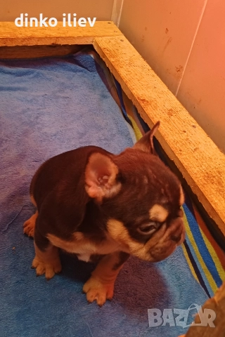 малки булдочета , снимка 6 - Френски булдог - 52907796