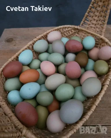 Цветни разплодни яйца, пъстри и разноцветни , снимка 6 - Кокошки и пуйки - 49789814