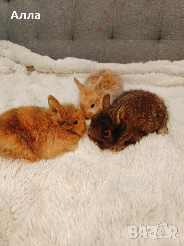 Декоративни зайчета, ангора