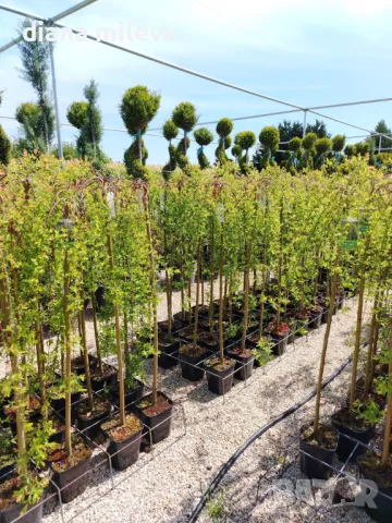 Плачеща върба, Salix Integra Pendula, снимка 5 - Градински цветя и растения - 50247216