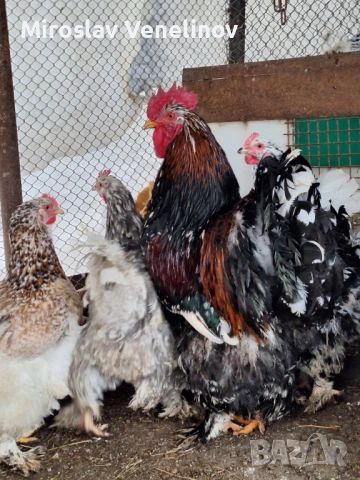 Продавам оплодени яйца от голям  кохин