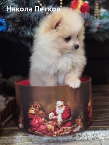 Померан , снимка 5 - Померан - 52790450