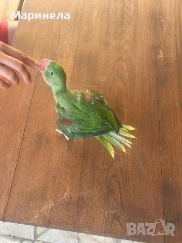 Голям Александър, снимка 4 - Папагали - 53638912