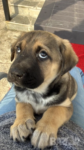 Кученце с Доставка - Алабай Х Малиноа Кръстоска, снимка 4 - Други - 52220666