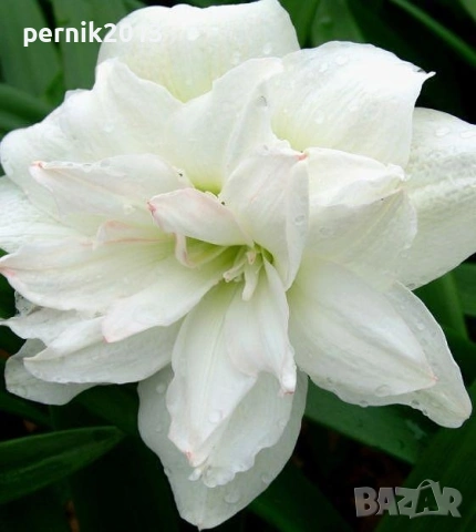 бял кичест амарилис луковица, снимка 2 - Градински цветя и растения - 53912615