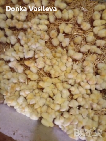 еднодневки бройлери 