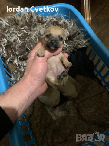 Пясъчни Мини Пинчери , снимка 5 - Пинчер - 52508096