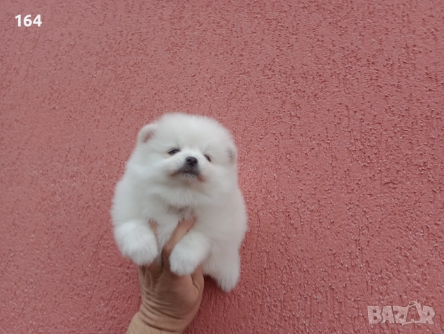 Мъжки и женски бели Померани. Реални снимки от 05.01.26 г. , снимка 6 - Померан - 53010188