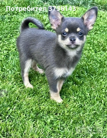 Уникално Мъжко Чихуахуа Син Тен, снимка 3 - Чихуахуа - 53998440