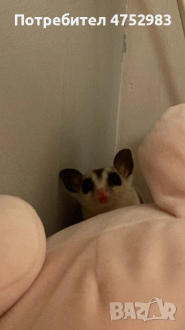 Захарна катерица на годинка, снимка 5 - Други - 53683464