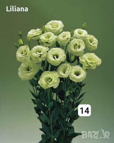 Семена (проф) Лизиантус ( Еустома), снимка 2 - Градински цветя и растения - 53397299
