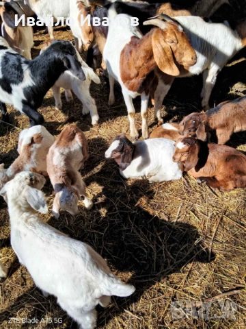 Продавам кози с ярета, снимка 8 - Кози - 53247338