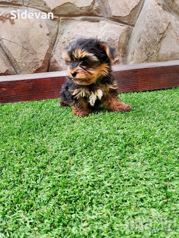 Йоркширски териер , снимка 5 - Йоркширски териер - 53695539