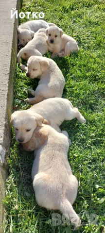 Лабрадор ретривър , снимка 7 - Лабрадор ретривър - 54189754