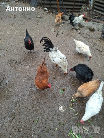 продавам петли 