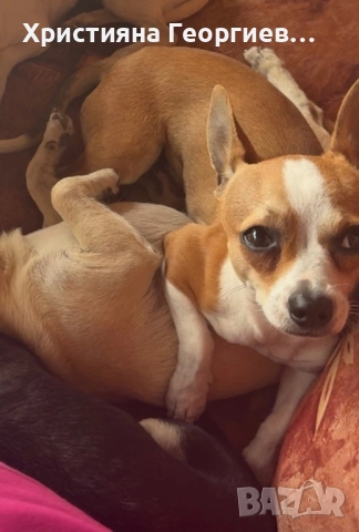 Чихуахуа , снимка 2 - Чихуахуа - 52748452