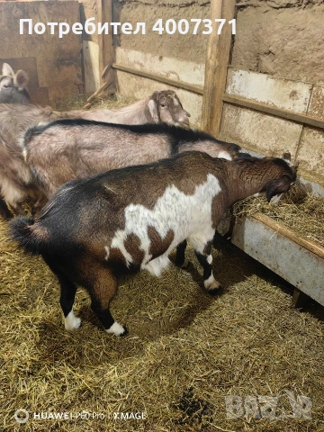 4 кози и чистокръвен англонубийски пръч 