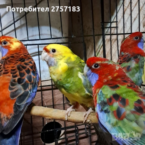 продавам пенантови розели и чифт страки, снимка 2 - Папагали - 53227365
