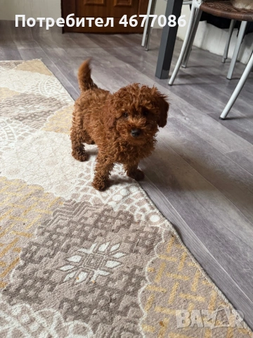 Toypudel женски на 3 месеца , снимка 6 - Пудели - 53204326