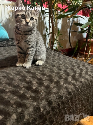 Страхотно  британче, снимка 2 - Британска късокосместа - 52505141