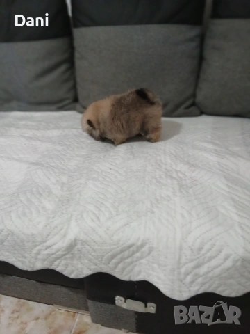 Mini Pomeran, снимка 11 - Померан - 53717466