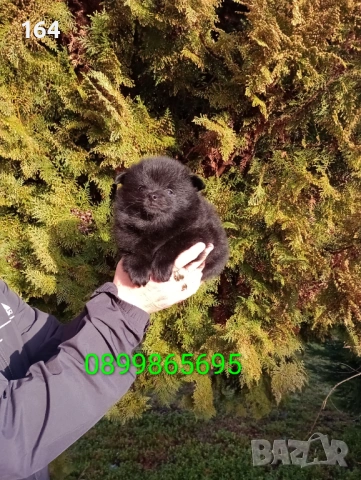 Померански Шпицове., снимка 4 - Померан - 53455305