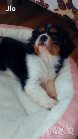 кавалер кинг чарлз шпаньол , снимка 2 - Кавалер кинг чарлз шпаньол - 54053774