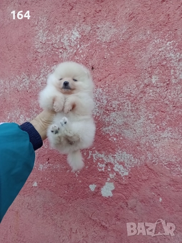 Женски Померани. Снимки от 22.12.25 г., снимка 9 - Померан - 52876428