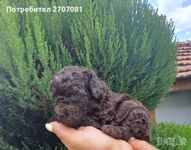 Шоколадови Пудели, снимка 17 - Пудели - 51360640