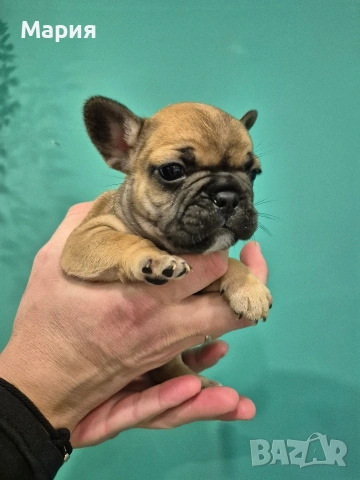 Френски булдог , снимка 4 - Френски булдог - 53605665