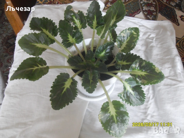 Продавам теменужка, снимка 2 - Стайни растения - 53882319