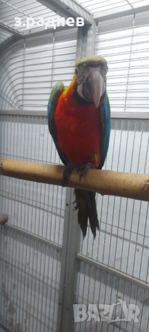 Бебе ара арлекин, снимка 2 - Папагали - 51836737