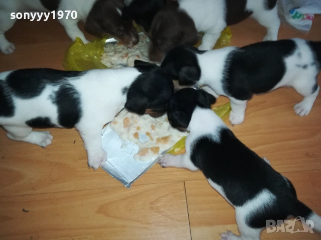 джак ръсел-кученце по избор 250лв за брой 1809250756, снимка 7 - Джак ръсел териер - 51752344