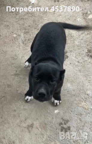 Cane corso / кане корсо, снимка 2 - Мастиф - 51937861