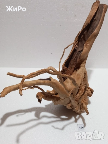 Корен от Азалия /декорация/ 49, снимка 3 - Други - 54102136