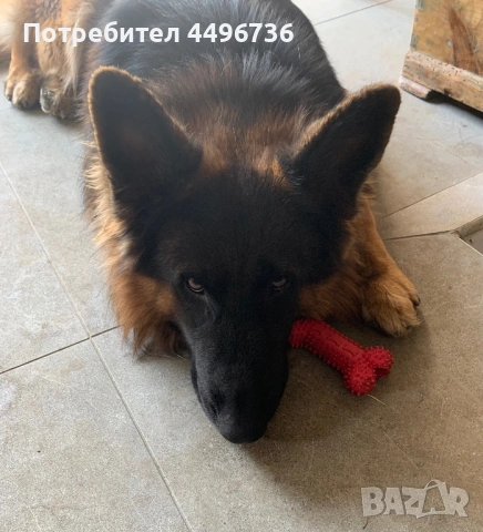 Мъжка немска овчарка за разплод, снимка 4 - Немска овчарка - 53126805