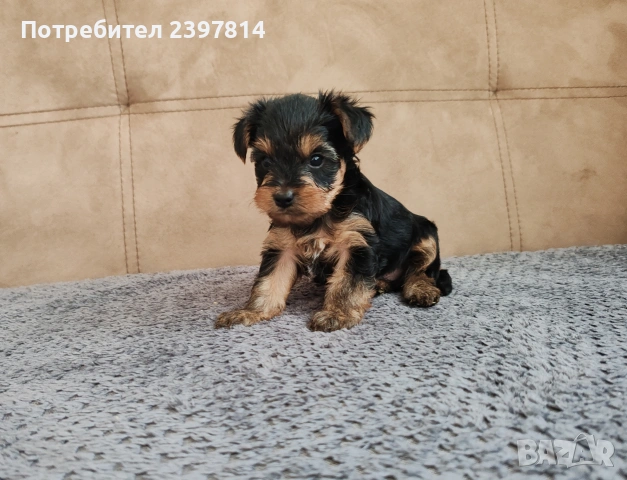 Йоркширски териер , снимка 11 - Йоркширски териер - 53610267