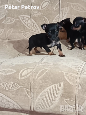 Пинчер мини , снимка 3 - Пинчер - 52934252