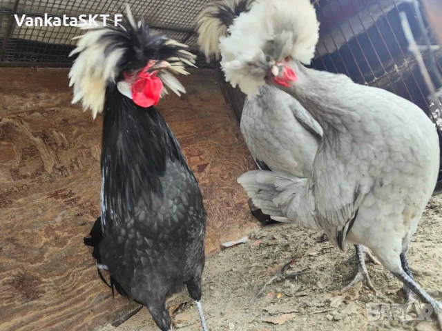 Холандски качулати, снимка 3 - Други животни - 53351768