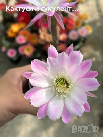 Продавам кактуси вид Echinopsis Hybrid розов, снимка 1 - Градински цветя и растения - 46333335