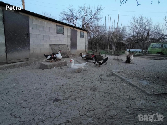 Кокошки и патици, снимка 3 - Кокошки и пуйки - 54085991