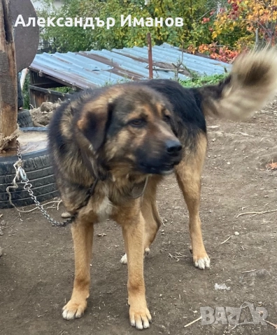 Подарявам куче, снимка 1