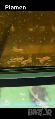 продавам Африканска ноктеста жаба бебета, снимка 2 - Рибки - 54142359