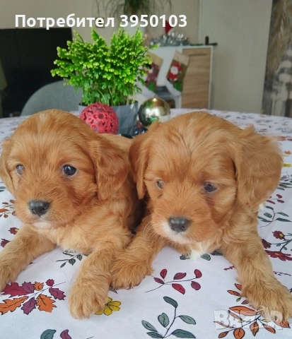 Кавапу/Мини пудел